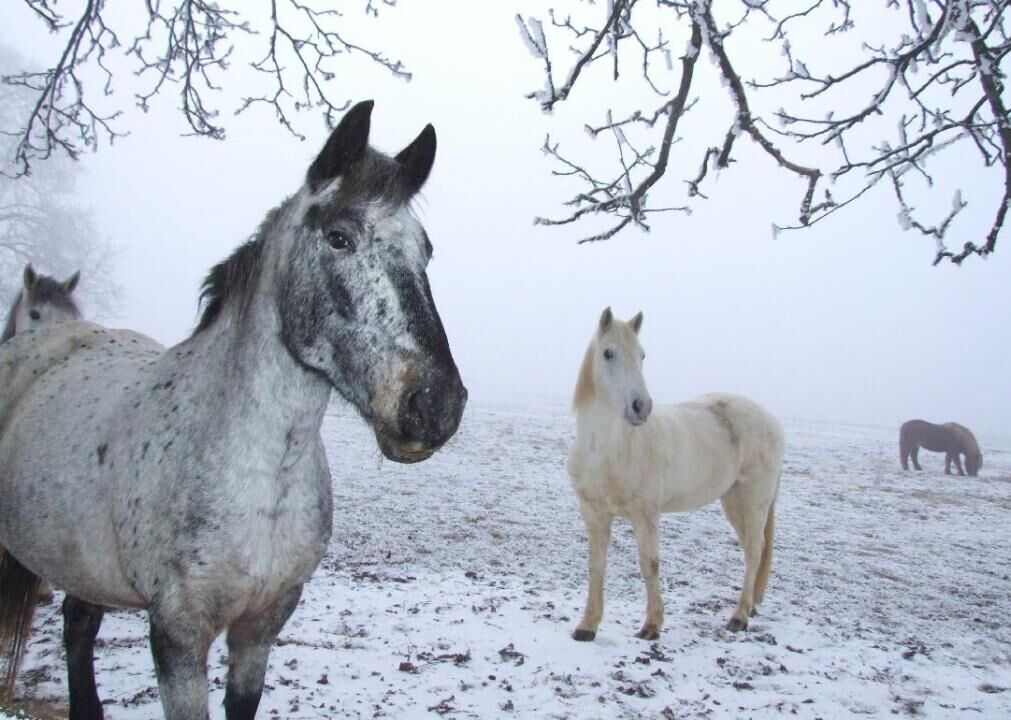 Check on animals and people who require special assistance